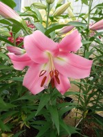 [5566 PO69 Labrador No02.JPG]